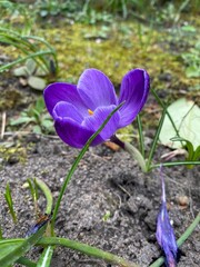Bunte bl&uuml;hte einer Wildblume in einem Naturgarten
