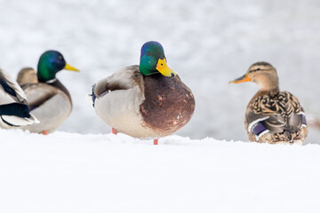 wild ducks on a winter lake in the city 16