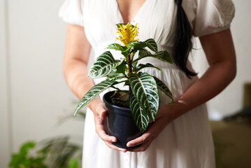 Woman holding aphelandra (zebra plant) 