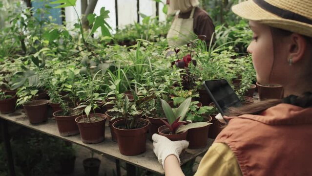 Girl helping her grandmother with work in greenhouse taking photos of houseplants for online store