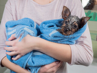A girl holds a Yorkshireman terrier puppy wrapped in a blue towel in her hands after bathing.