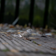 rare birds. Birds posing in the forest. autumn and leaves
