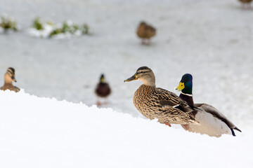 wild ducks on a winter lake in the city2