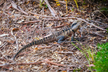 Australian water dragon (Intellagama lesueurii)