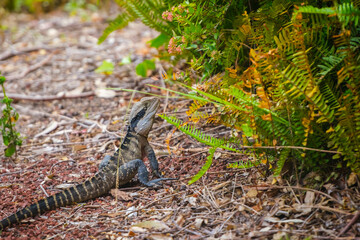 Australian water dragon (Intellagama lesueurii)