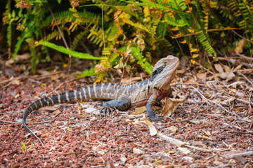 Australian water dragon (Intellagama lesueurii)
