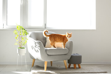Fototapeta Cute red cat on grey armchair in living room obraz