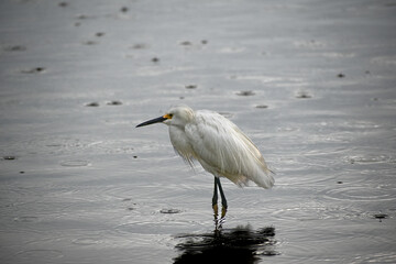 snowy egret wades in shallow swamp water