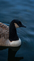 ducks swimming in the lake. Ducks reflecting and foraging in the lake