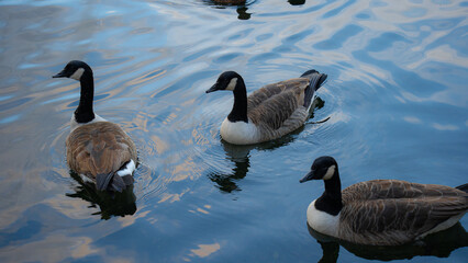 ducks swimming in the lake. Ducks reflecting and foraging in the lake