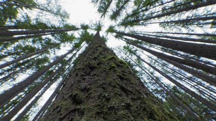Looking Up Tall Tree Trunk in Old Growth Forest