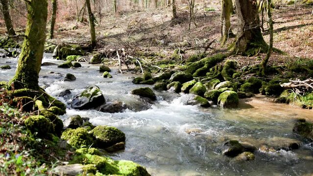 Sunny forest river in slow motion.
