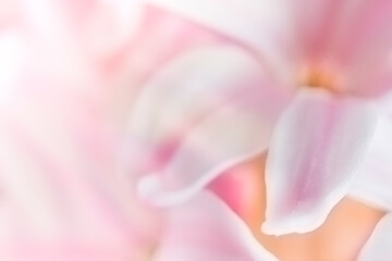 Abstract floral background. Pink hyacinth petals. Soft focus.