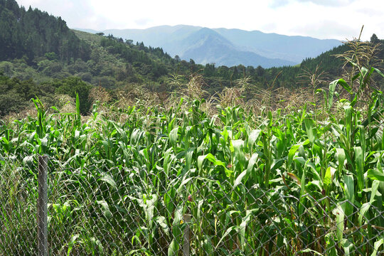 Maizal, campo de ma&iacute;z, cornfield