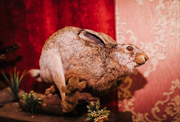 Gray wild hare, stuffed running animal killed by a hunter interior, museum. Close-up photography, wildlife, decor, restaurant design, mannequin.