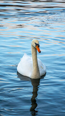 Swans swimming in the lake. Beautiful swans in the water in the wonderful lake