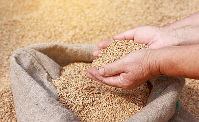 Hands of older female puring and sifting wheat grains in a jute sack. Wheat grains in a hand after...