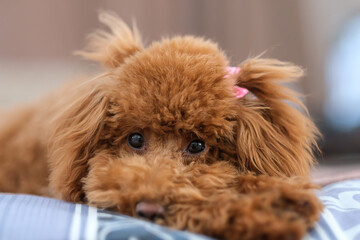 A toy poodle dog lies on a soft blanket. Red-brown toy poodle puppy
