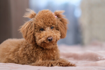 A toy poodle dog lies on a soft blanket. Red-brown toy poodle puppy