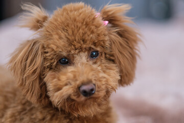 Toy poodle dog. Red-brown toy poodle puppy