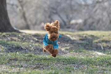 A toy poodle dog in a blue coat. Red-brown toy poodle puppy on a walk while running