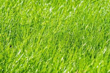 bright sun on the grass near the house in the backyard, lawn has grown