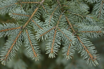 Naklejka na ściany i meble green branches of a pine tree close-up, short needles of a coniferous tree close-up on a green background, texture of needles of a Christmas tree close-up Fir brunch is close. Shallow focus