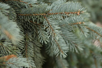 green branches of a pine tree close-up, short needles of a coniferous tree close-up on a green background, texture of needles of a Christmas tree close-up Fir brunch is close. Shallow focus