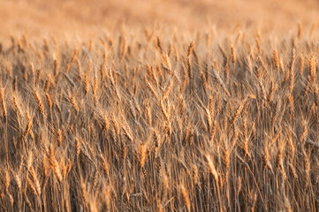 Wheat Ready for Harvest in the Palouse