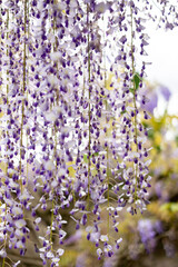 Blooming violet Wisteria Weinheim