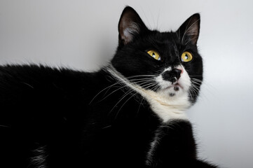 close-up portrait of a beautiful black cat, white spots with a sleepy face, lying on a light background. Domestic cat