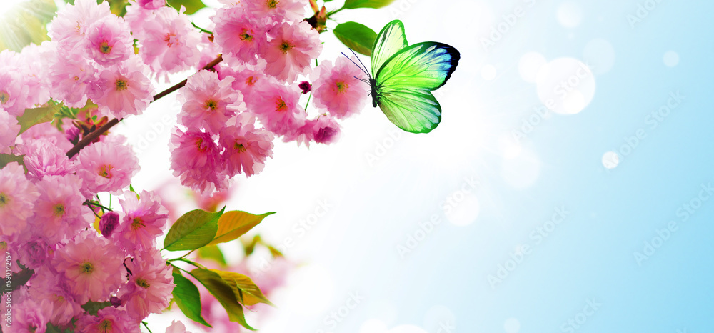 Wall mural Branches of blossoming cherry and fluttering butterfly. Pink sakura flowers. Spring nature.