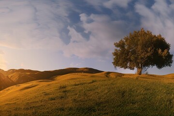 Fototapeta na wymiar Beautiful natural spring summer landscape of meadow in a hilly area on sunset. Area with a tree