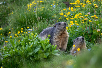 coppia di marmotte in alpeggio in mezzo ai fiori primaverili
