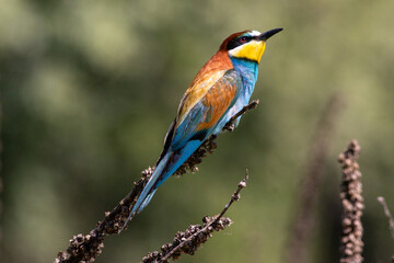 gruccione su posatoio, il bee eater, mentre aspetta una preda