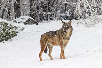 Fototapeta premium Lupo nella nevicata