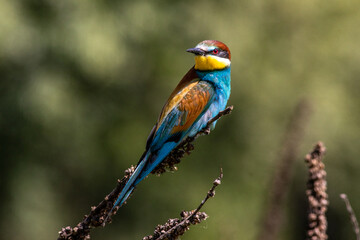 il bee-eater, gruccione, migratore dall'africa