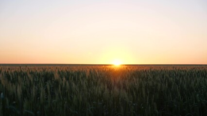 Fototapeta na wymiar A field of ripening wheat in morning at sunrise. Spikelets of wheat with grain shakes wind. Grain harvest ripens in summer at dawn of sun. Agricultural business concept. Environmentally friendly wheat
