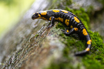 Salamandra pezzata close up