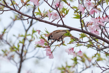 早春の公園に河津桜は花を開き、野鳥が集まってくる。神戸市内の緑地で撮影