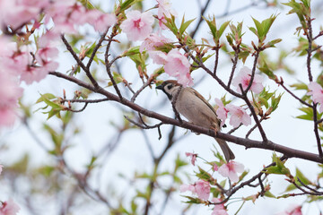 早春の公園に河津桜は花を開き、野鳥が集まってくる。神戸市内の緑地で撮影