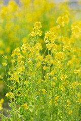 寒い冬から暖かな春の訪れを告げる菜の花。黄色が心を温める