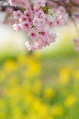 早咲きの河津桜と鮮やかなビタミンカラーの菜の花が同時に咲いた。兵庫県神戸市の灘浜緑地で撮影