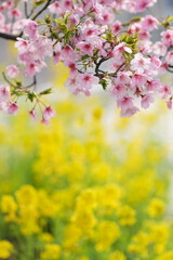 早咲きの河津桜と鮮やかなビタミンカラーの菜の花が同時に咲いた。兵庫県神戸市の灘浜緑地で撮影