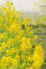 寒い冬から暖かな春の訪れを告げる菜の花。黄色が心を温める