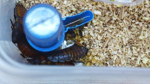 a large hissing Madagascar cockroach in sawdust in a box with a sippy cup