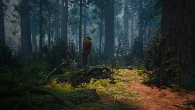 Pine forest with the last of the sun shining through the trees