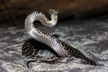 Highly venomous and endangered Australian Broad-headed Snake