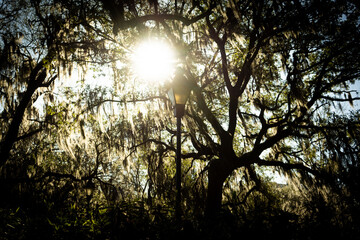 Sun through Spanish Moss in Forsyth Park, Savannah, Georgia - Landscape
