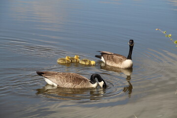 Family Of Canadian Geese